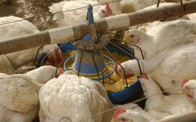 Enzymes in broiler diets with special reference to protease