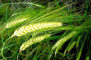 Scottish barley distillers' feed could lift yields