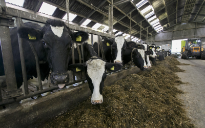 Chinese feed industry faces economic challenges
