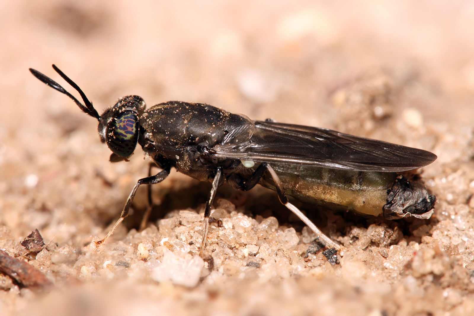 Insects could replace soya in poultry feed
