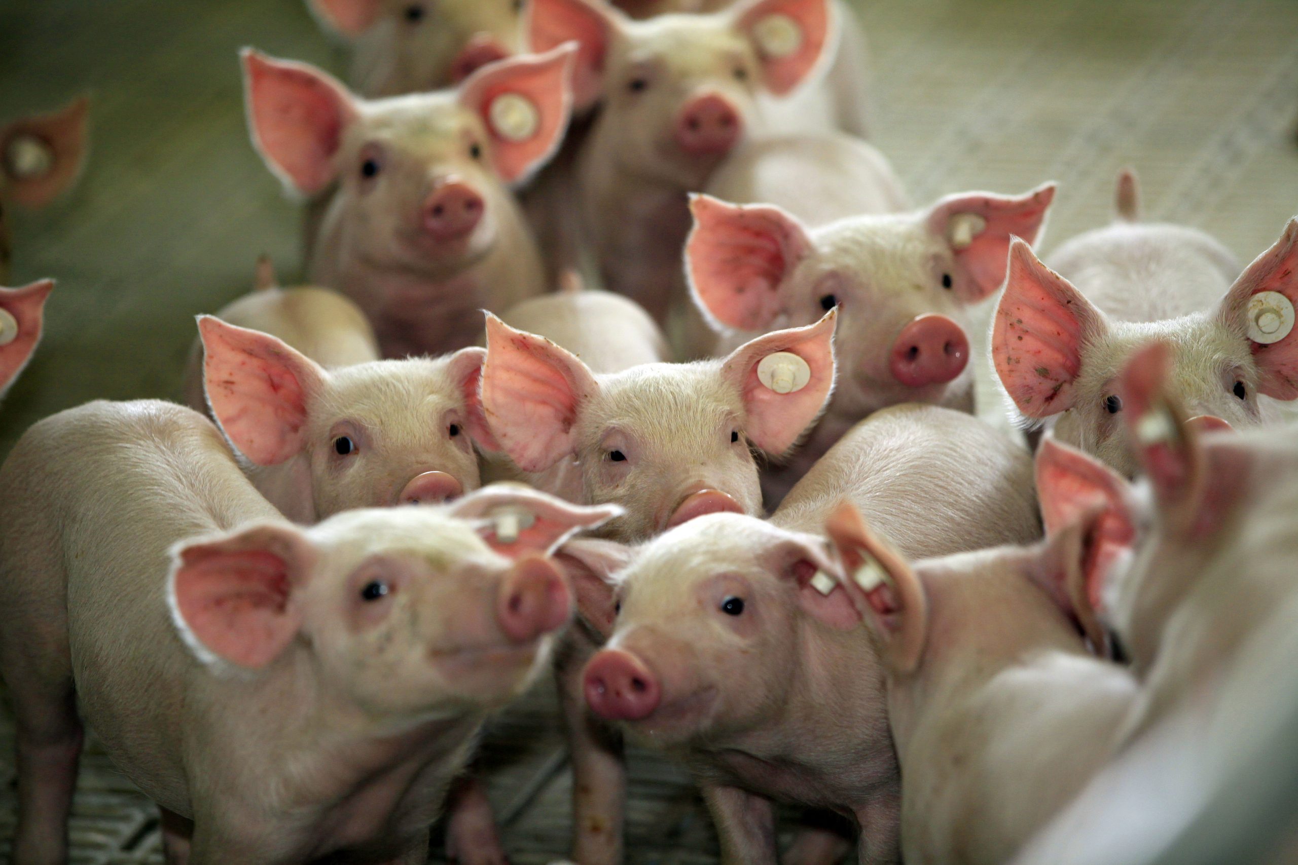 Mixing feed rations for pigs can save money