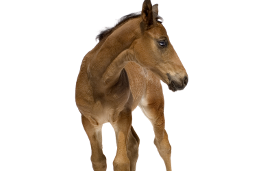 Ad-lib feeding of mares profits the foal