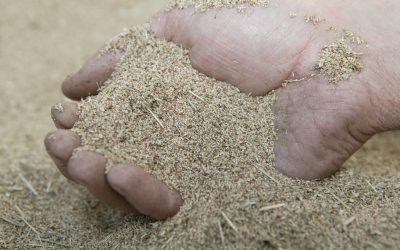 Teff grain ideal for obese ponies. Photo: Henk Riswick