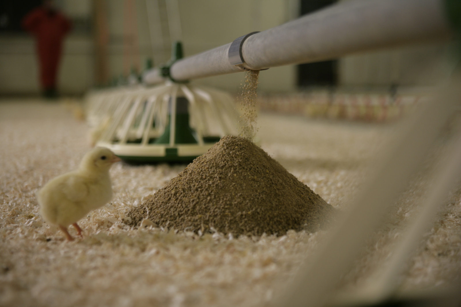 Ukraine s feed industry   renewing facilities and processes