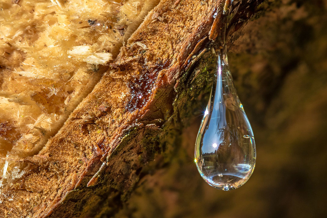 Photo: Shutterstock