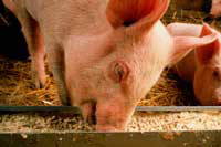 Fermented soybeans could be substitute for animal protein
