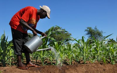 Good harvest, but access is often problem. Photo: Shutterstock