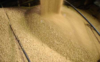 Soybean meal 'gold standard in animal feed'