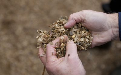 Alltech: More type A Trichothecenes mycotoxins