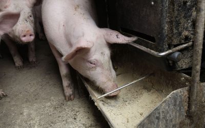 Final body weight, average daily gain, and gain-to-feed ratio were quantified after a 21-day trial where 640 barrows were fed diets varying in calcium and phosphorus concentration. Photo: Hans Prinsen