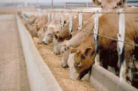 Farmers need to focus on rumen bacteria