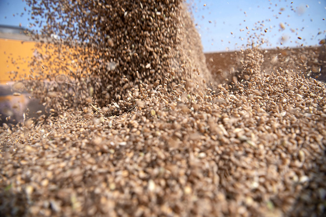 Grain yields are disappointing worldwide, resulting in the continuous increase in prices. Photo: Mark Pasveer