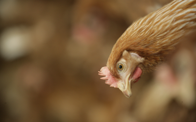 Zinc improves gut integrity and can help birds overcome stress. [Photo: Henk Riswick]