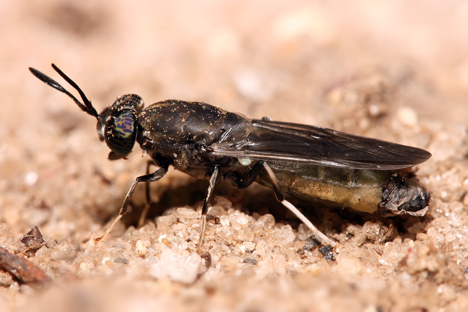 Canadian firm approved to use insects for feed. Photo Shutterstock