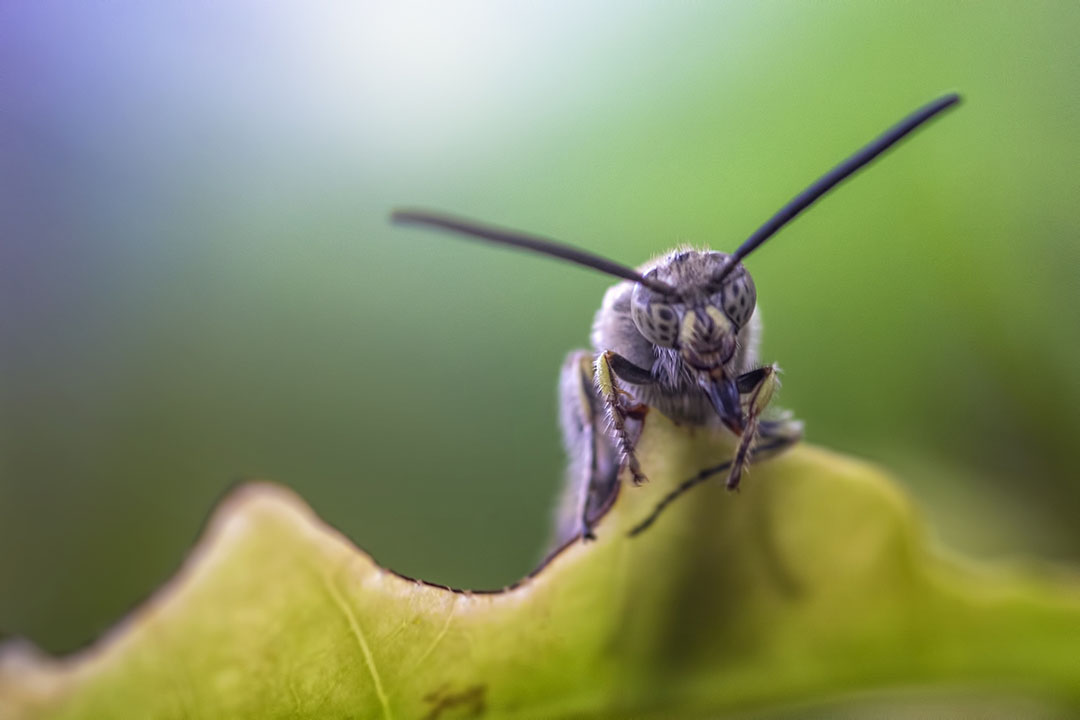 Wageningen Uni to manage a ¬ 3.5m insect project. Photo: Shutterstock