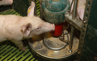 Piglets are capable of detecting an unbalanced amino acid  supply and as such will  lower their feed intake. [Photo: Henk Riswick]