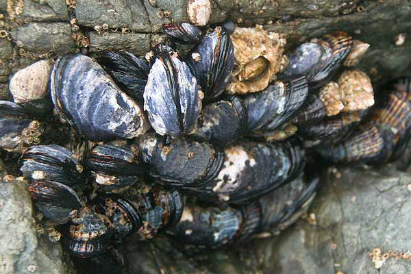Starfish and mussels possible protein source for pigs and hens