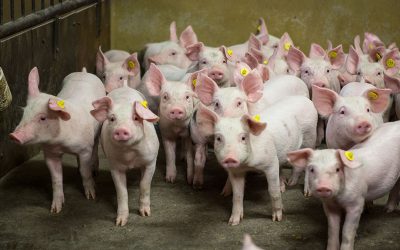The inclusion of oyster mushroom in the diet of piglets increased feed intake and improved growth rates and the feed-to-gain ratio. Photo: Peter J.E.Roek