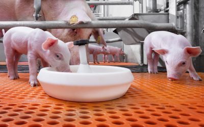 Photo: Trouw Nutrition
