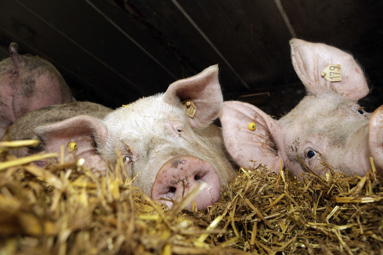 Sows bedded on straw can be a big mycotoxin risk