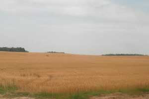 Belarus aims for self-sufficiency in feed production