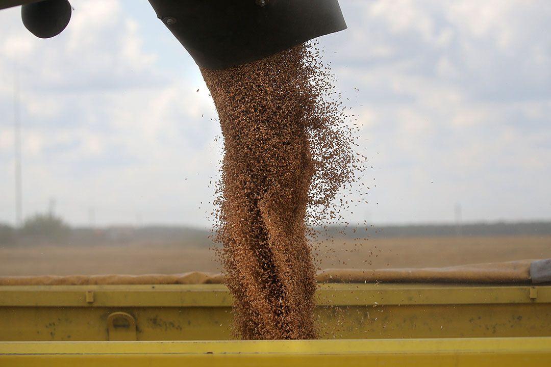 The quota was introduced for the period from 1 April to 30 June, 2020 in order to ensure the agricultural security of Russian citizens, Photo: Maxim Shipenkov