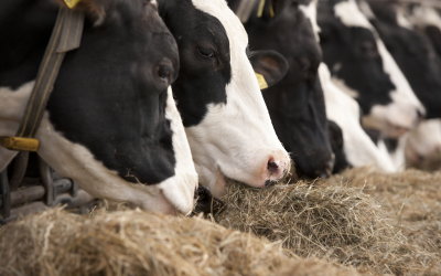High-yielding dairy cows have particularly high methionine requirements.