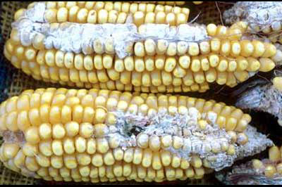 Alltech launches mycotoxin management program