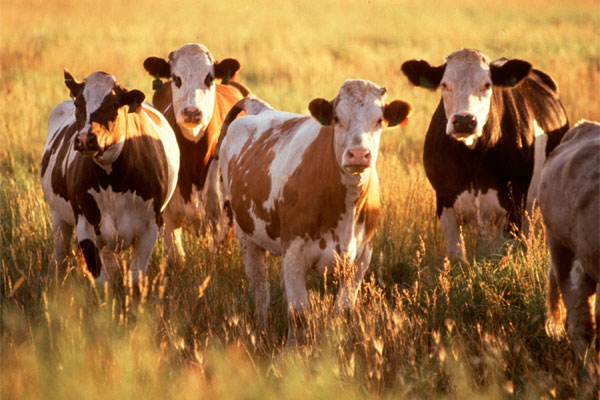Better to wean calves early during drought conditions
