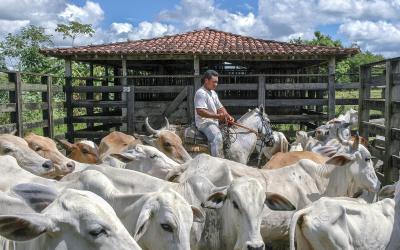 Brazil: Opportunities for feed investments
