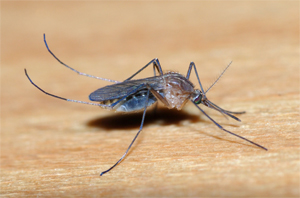 Gates funds ‘cow perfume’ project to combat malaria