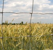 AWB loses 67-year monopoly in wheat exports