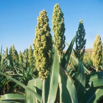 Aluminum tolerant sorghum – promising