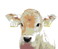 Probiotics reduce costly problems in calves