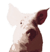 Potentials of probiotics in pig nutrition