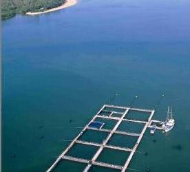 Climate assessment for farmed salmon