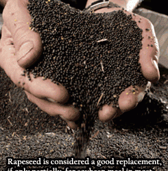 Rapeseed meal in animal diets