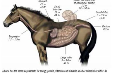 Equine nutrition in the 21st century