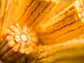 EU lawmakers in favour of widening GM crop bans