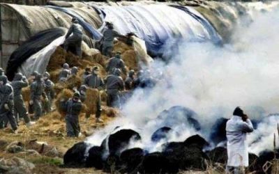 Cull causes feed grain demand in South Korea to fall