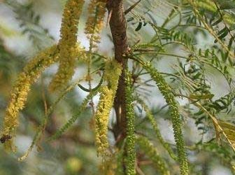 Kenyan farmers turn poisonous weed into animal feed