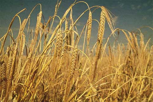 Russian compound feed industry may soon move to ‘synthetic’ barley