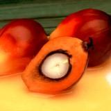 Multi billion palm oil merger