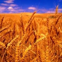 China: New grain tariffs in 2008