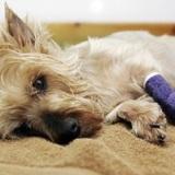 $3.1m settlement over toxic pet food