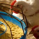 Enzyme technology benefits DDGS fed birds