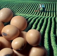 Romania harvests trouble with GM crops