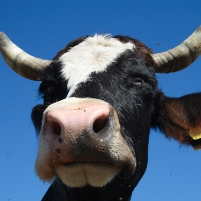 Bark cuts methane emission from cows