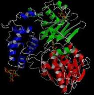 European Tour: Master amino acid balance