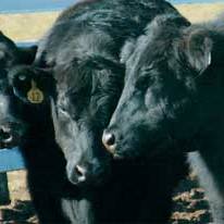 Effect of distillers grain on beef quality